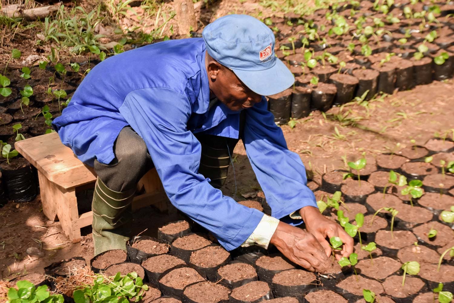 Dedicated Cocoa Farmers